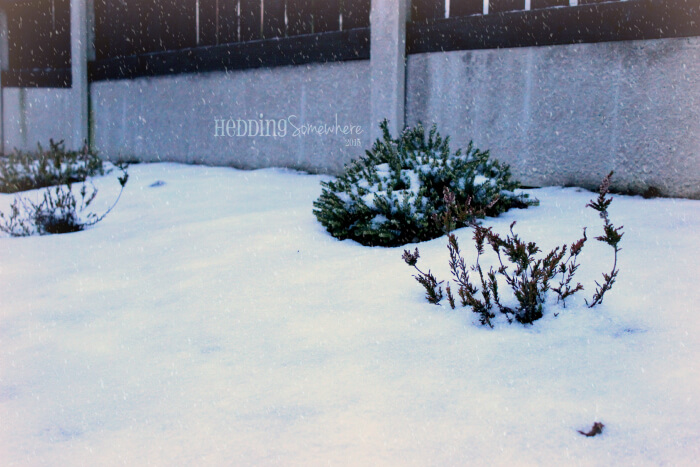 14 January Snow