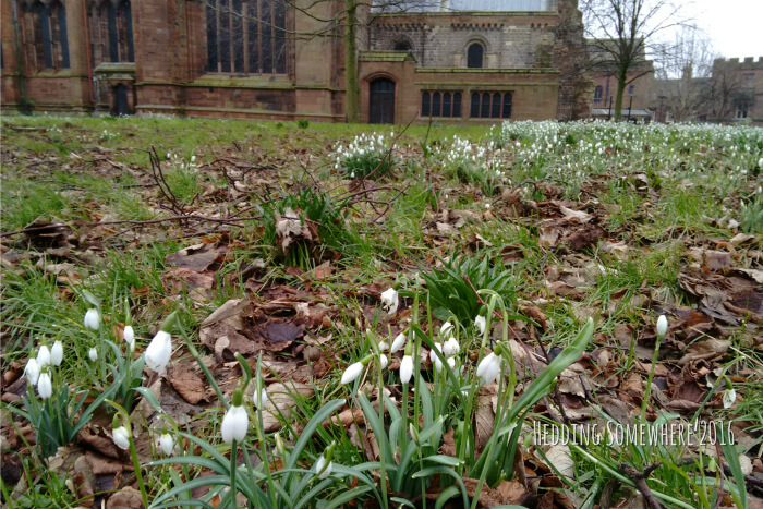 hopeful snowdrops